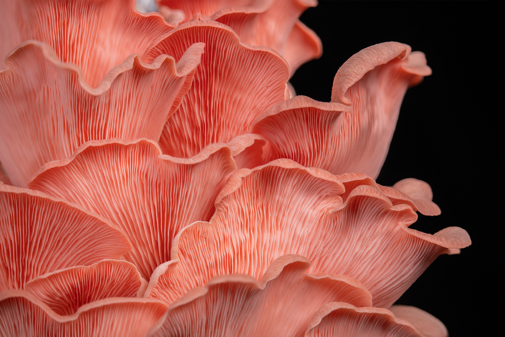 Mushrooms
